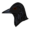 cydes_rock_crow.png